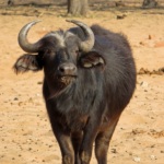 Despite its exotic cow-like appearance, with its almost black brown coat, African buffaloes are very dangerous animals...