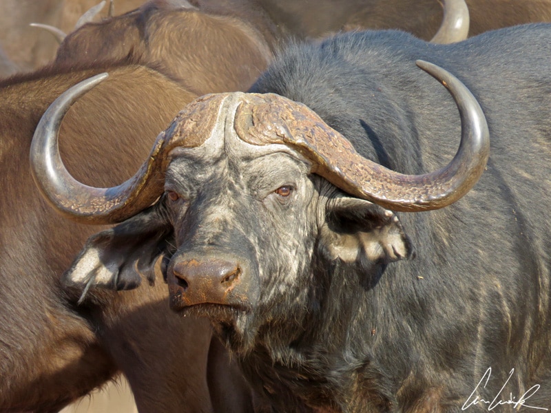 The adult male African buffalo’s horns have a very characteristic feature. They have fused bases, forming a continuous bone shield across the top of the head.