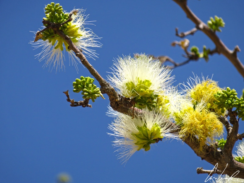 A small shrub, probably a variety of acacias, has silky flowers in whitish pompon-like shapes that contrast with the blue of the sky.