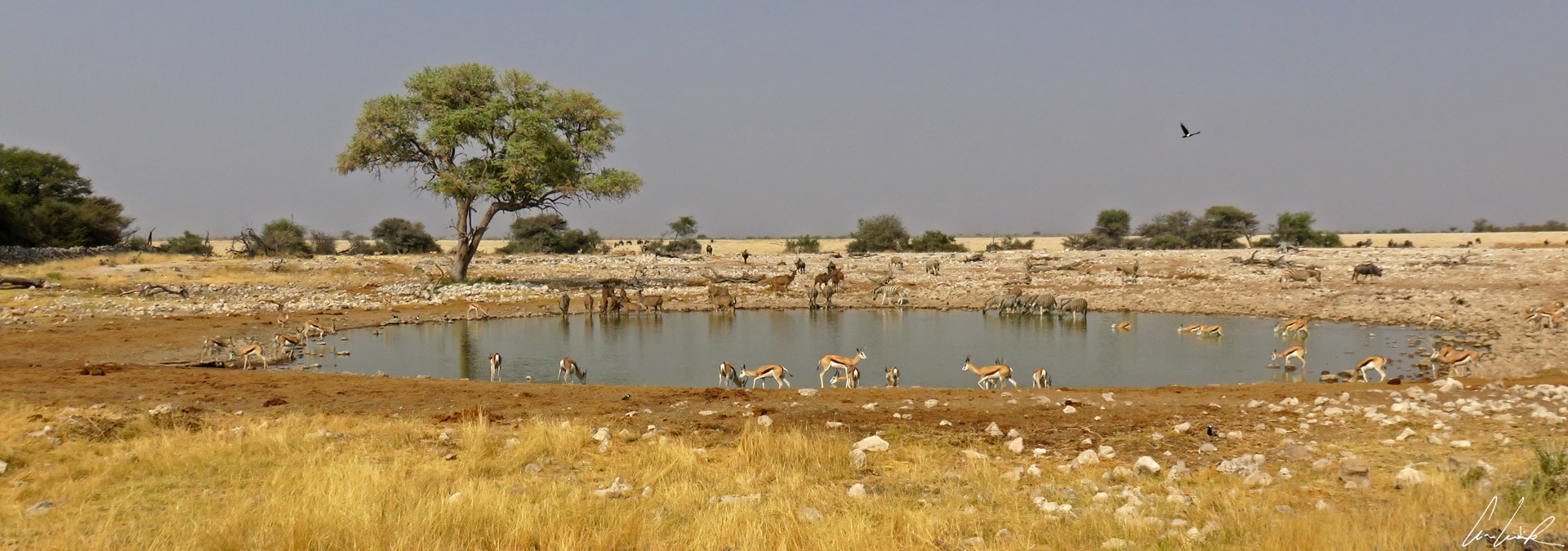 Les points d’eau d’Etosha sont sans aucun doute les endroits du parc les plus fréquentés par les animaux. La diversité des espèces buvant en même temps est vraiment très surprenante.