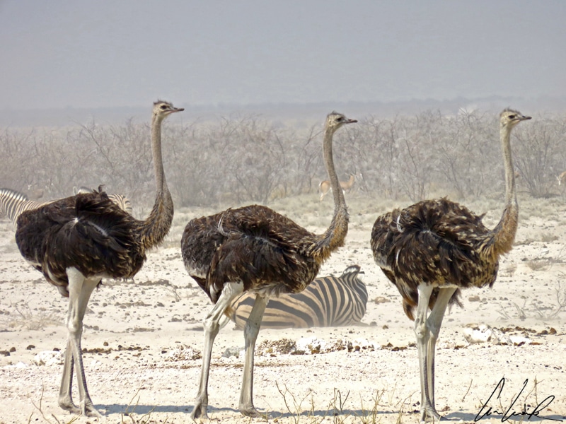 A trio of ostriches walk towards the water hole. The adult weight varies from 90 to 156 kg depending on the sex. So the ostrich does not fly but runs very fast !