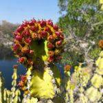 Euphorbia venenata, this cactus-like succulent with yellow flowers produces red fruits in late summer. The fruits are three-lobed.
