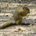 Standing on its back legs, the squirrel removes acorns, pine nuts, walnuts, and other nuts that it wants with its small hands equipped with a thumb and four fingers.