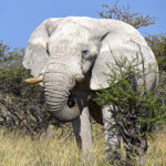 The African elephant is characterized by its large ears, which are larger than those of its cousin the Asian elephant. He has a grey colour.