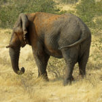 Pour garder une peau saine, les éléphants d'Afrique prennent des bains de poussière. La poussière agit comme un écran total et protège la peau des rayons du soleil.