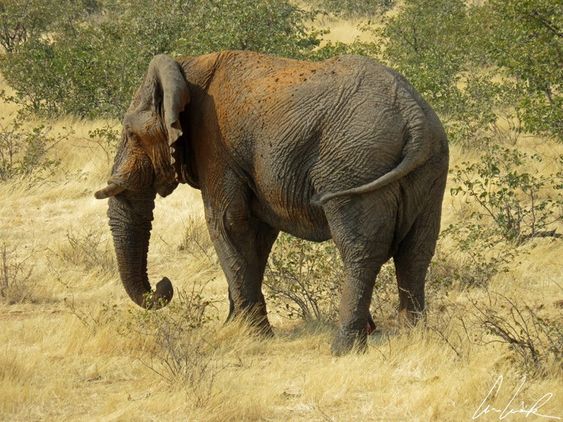 Pour garder une peau saine, les éléphants d'Afrique prennent des bains de poussière. La poussière agit comme un écran total et protège la peau des rayons du soleil.