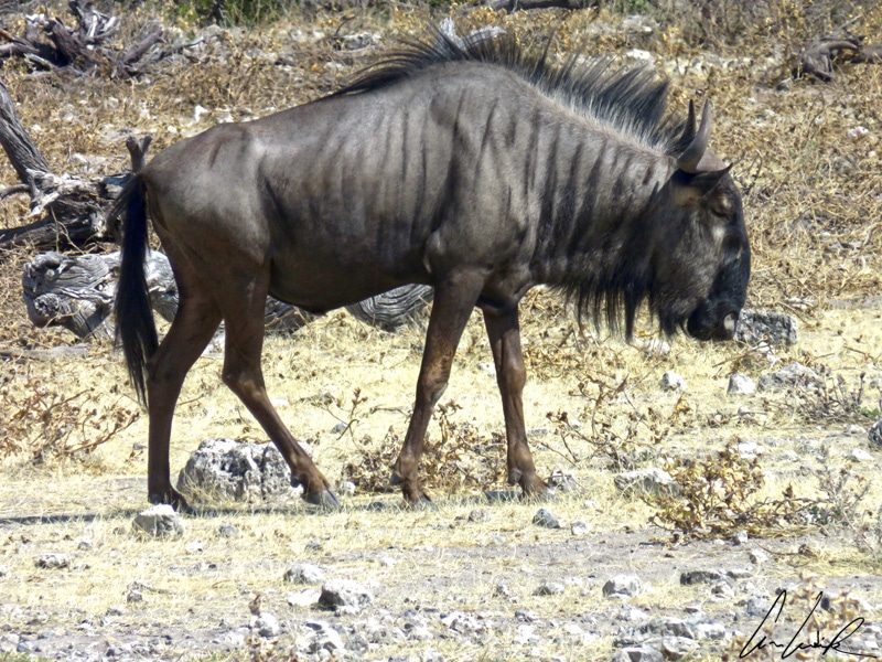 Le gnou à queue noire (ou gnou bleu) est bien une antilope malgré son apparence un peu particulière. Une crinière orne son dos.