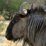 The blue wildebeest is identified by its narrow, elongated head. It has a wide snout and horns curved upwards.