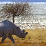 A rhino slowly moves into the savannah. It is easily recognizable with its massive body, large and short legs and two horns.