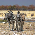 Such a pretty trio of zebras in the savannah of Etosha. Zebras are strange animals with stripes ! They have white stripes on a black