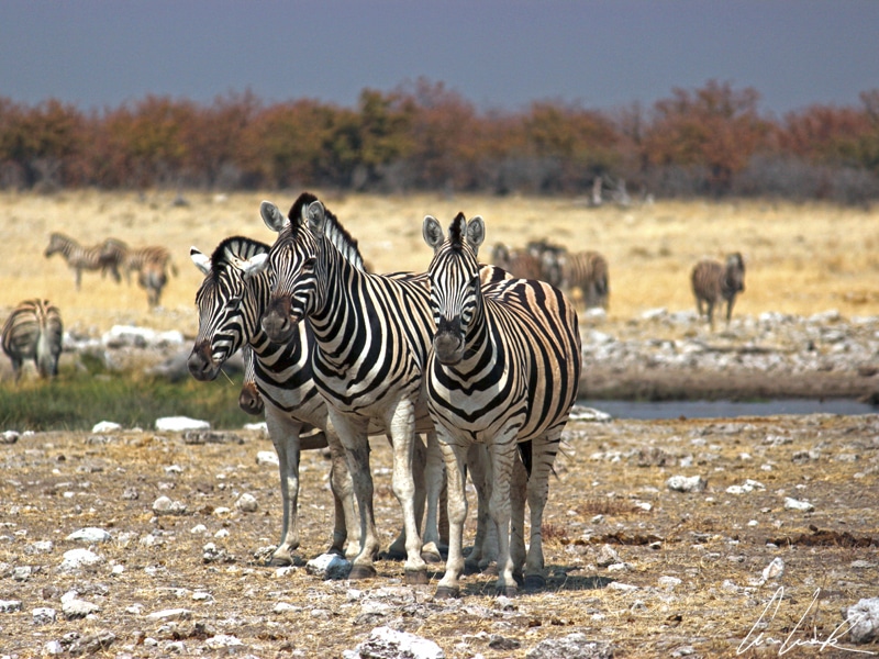 Such a pretty trio of zebras in the savannah of Etosha. Zebras are strange animals with stripes ! They have white stripes on a black