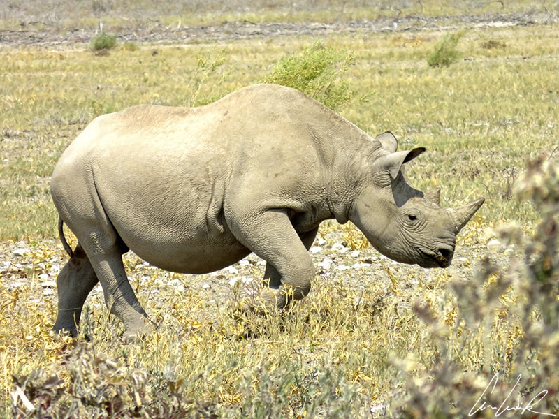 The black rhino (hook-lipped rhinoceros) is not black, but grey. He spends a lot of time rolling around in the mud, which gives him a dark appearance.