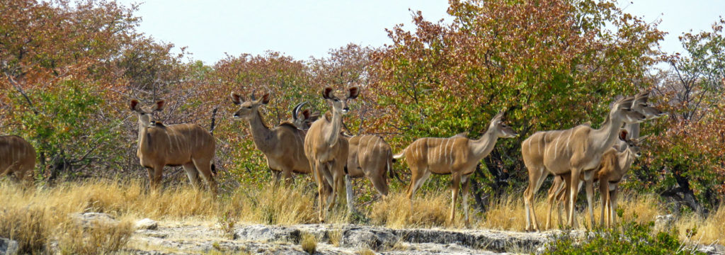 Un troupeau d’antilopes se rassemble près d’un point d’eau dans le parc d’Etosha. Le grand koudou est probablement la plus belle des antilopes