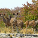 A herd of antelopes gathers near a water hole in Etosha Park. The great kudu is probably the most beautiful antelope.