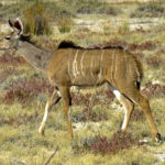 The great kudu is known for its imposing size and its caramel color with a fine white stripe.