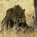 Le lion (Panthera leo) a longtemps été vu comme un fainéant ! Couché sous les branches d’un acacia, le félin fait une longue sieste à l’ombre, au sein du parc national d’Etosha.