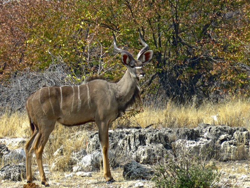 The large male kudu has long twisted horns. He has very developed ears in order to capture the slightest suspicious rustle.