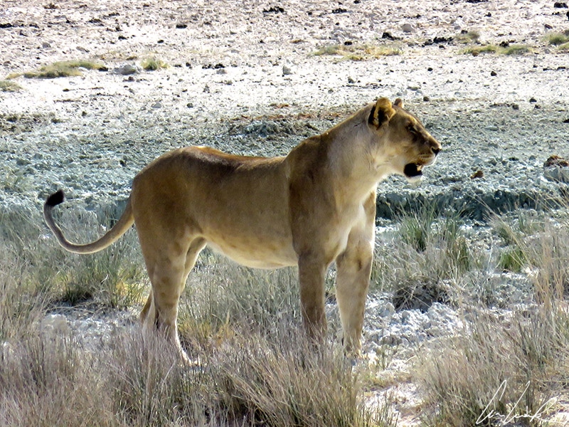 Féline et attentive au moindre mouvement, la lionne se fond dans le décor grâce à son pelage ocre qui se confond avec l'herbe.