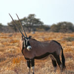 Its majesty the South Africa Oryx is the symbol of Namibia. He has straight, pointed, V-shaped horns and two-tone mask on the face.