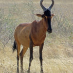 The red bubal Hartebeest has a characteristic brownish-red color. He has a massive, muscular body, a slight hump on the shoulders.