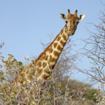 L’air hautain, la girafe se promène dans la savane et arrache d’un coup de dent des feuilles d’arbres qu’elle est la seule à pouvoir atteindre.