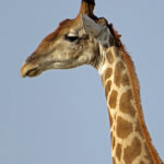 Sur le haut du crâne de la girafe se trouve deux cornes, appelées des ossicônes. Ils sont poilus chez la femelle et presque complètement nus chez les mâles.