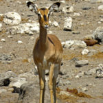 With its smooth dark ochre to red ochre-colored hair on its back, the black-faced impala is distinguished by a large black mark that bars its face.