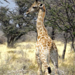 Many baby giraffes live in the Etosha savannah with the adults The giraffe is tall at birth and its neck is already very long.