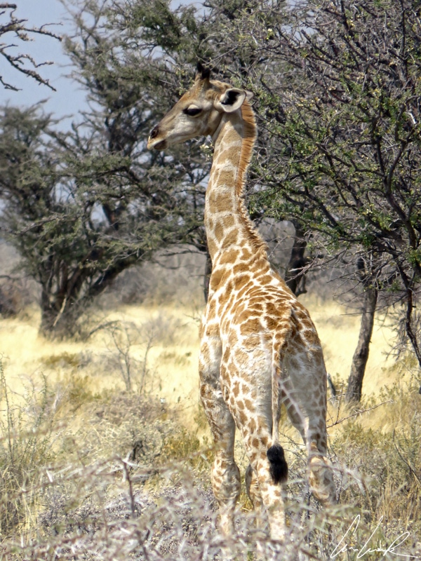 Many baby giraffes live in the Etosha savannah with the adults The giraffe is tall at birth and its neck is already very long.