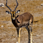The male black-faced impala has ringed lyre-shaped horns.