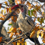 A red-billed hornbill is perched on its branch. White on his belly, he's got a grey head and a grey back. The Red-billed Hornbill has a long tail and a long red beak.