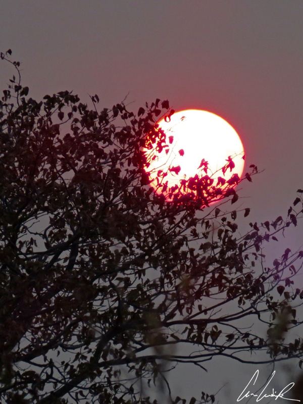 A pure atmosphere gives us an orange sunset. The solar star plays hide and seek with the foliage of an acacia tree.