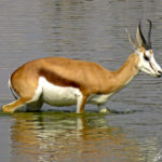 Un springbok se baigne dans un point d’eau du parc d’Etosha. Le springbok est souvent appelé gazelle sauteuse. Il possède une silhouette élancée et des pattes longues et fines.