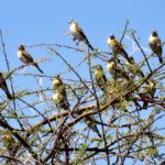 Sur les branches d’acacias bardées d’épines, se prélassent de charmants petits oiseaux prêts à s’envoler en rangs sérrées au moindre bruit.