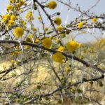 L’acacia erioloba arbore de pétillantes petites fleurs jaunes ainsi que de grandes épines qui constituent une défense efficace contre d’éventuels brouteurs.