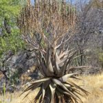 Aloe littoralis arbore fièrement un tronc robuste garni de feuilles desséchées. La grande inflorescence qui comprend huit à dix branche, peut atteindre 1.5 mètres de hauteur