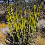 Euphorbia venenata est une succulente aux airs de cactus. Il est habituel de confondre les cactus avec les Euphorbes car ces dernières possèdent des épines et ont un aspect similaire.