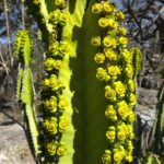 Euphorbia venenata est une succulente aux airs de cactus. Au sommet se trouve de pétillantes petites fleurs jaunes: les fleurs femelles sont au centre entourées de fleurs mâles.