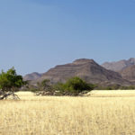 The grey and ochre-coloured Etendeka mountains dominate the landscape with the golden grasses of the savannah in the foreground.