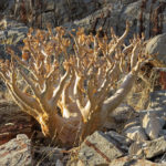 Le Sterculia quinqueloba plus communément appelé « arbre à talc » est reconnaissable à son tronc blanc.