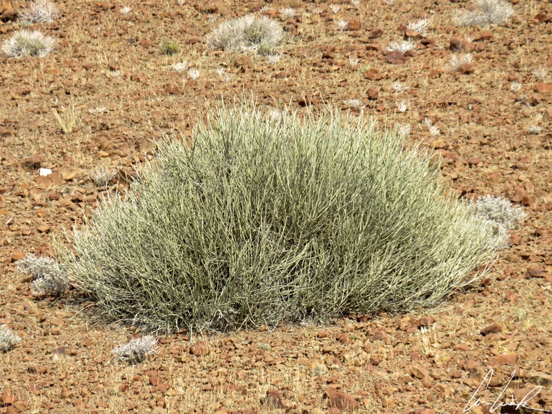 Le terrain est souvent recouvert parsemé de grandes boules buissonnantes: c’est Euphorbia Damarana.