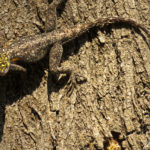 Un agame des rochers femelle grimpe sur un tronc. Il est reconnaissable à sa couleur brun gris mouchetés de tâches jaunes orangées.