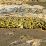 Sur un banc de sable repose un immense crocodile. Il possède une mâchoire puissante, des dents coupantes et sa peau possède plusieurs teintes différentes.