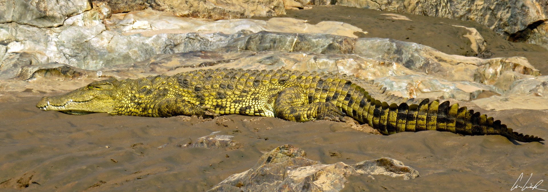 Sur un rocher noir, un petit crocodile veille. Les vaguelettes qui agitent la surface de l’eau troublent très légèrement son reflet.