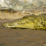 The crocodile has a long snout. His round eyes high up on his head. They allow him to continue to monitor his prey.