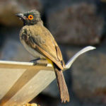 The Brown Bulbul is a species of passerine with a uniform olive brown to black plumage. The eyes are red in colour.