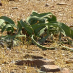 Le Welwitschia mirabilis a un feuillage enchevêtré au ras du sol fait penser aux tentacules ondulantes d’une pieuvre échouée en plein désert.