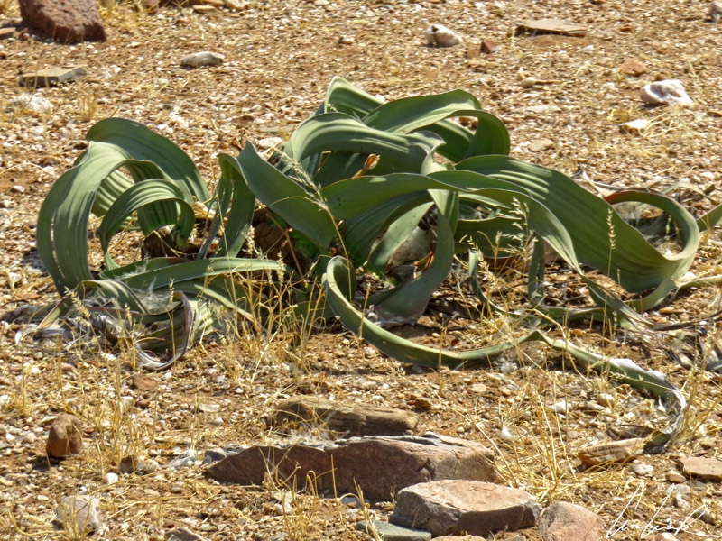 Le Welwitschia mirabilis a un feuillage enchevêtré au ras du sol fait penser aux tentacules ondulantes d’une pieuvre échouée en plein désert. 
