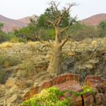 The majestic baobabs of the Epupa Falls are hanging on the rocks with their roots. They can reach 16 to 100 feet high.