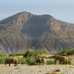 Une famille regroupant quatre éléphants du désert se matérialise soudain devant nous. Ils remontent le lit d’une rivière totalement asséchée.
